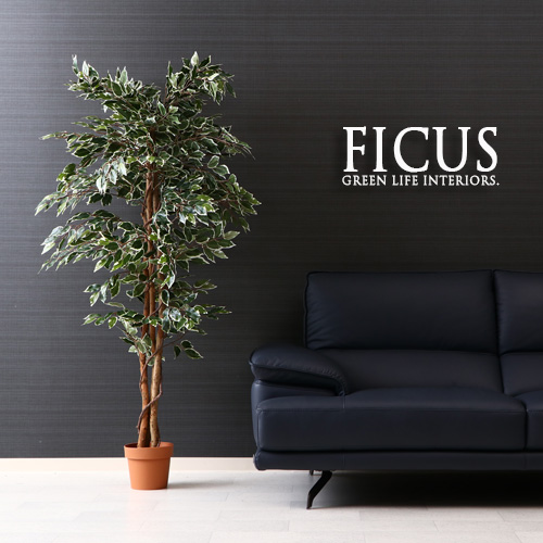 新発 楽天市場 人工観葉植物 H170 Ficus フィカス ゴムの木 B インテリア 造花 観葉植物 フェイクグリーン 大型 造り物 インテリアグリーン プレゼント ギフト 目隠し 間仕切り 開店祝い 新築祝い かわいい おしゃれ 送料無料 Ikikagu イキカグ 最新の激安