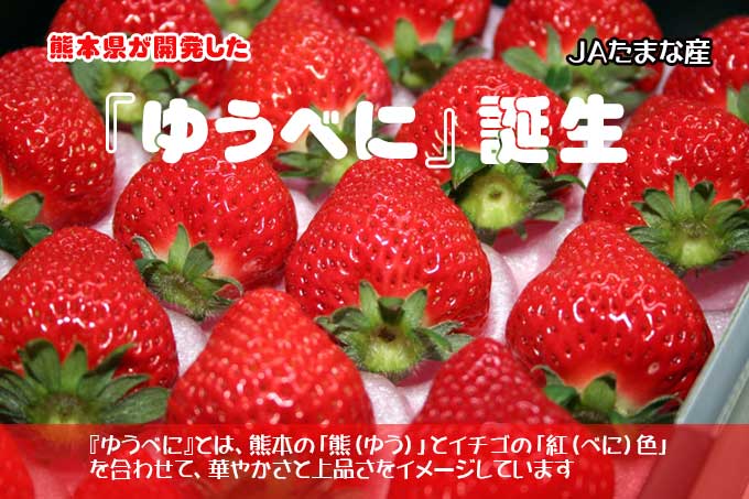 楽天市場 新品種のいちご ゆうべに 誕生 熊本県でオススメの絶品いちご250g ２パック ｉきらめきたまな