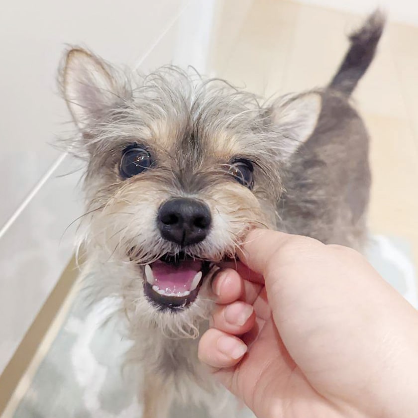 SALENEW大人気! 国産 無添加 鶏とレバーのジャーキー 犬 おやつ 鶏肉 鳥 チキン レバー 肝臓 犬用おやつ 猫 スティック 柔らかい シニア  子犬 仔犬 成犬 老犬 高齢犬 小型犬 中型犬 大型犬 ドッグフード ドックフード キャットフード ペットフード プライムケイズ ...