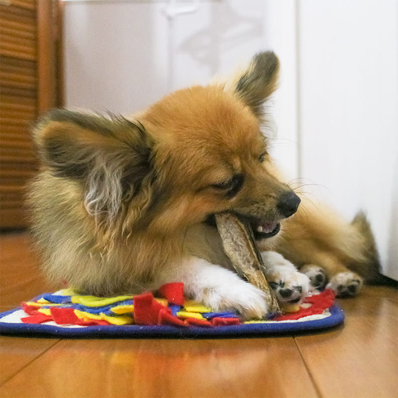 犬 おやつ 0g Dog たら アレルギー イリオスマイル キャットフード タラ トレーニング ドッグフード プレゼント ペット ペットフード ペット用品 低アレルゲン 北海タラ 噛む 大型犬 小型犬 歯 煮干し 犬用 犬用品 猫 硬い 魚 鱈 当店限定販売 北海タラ