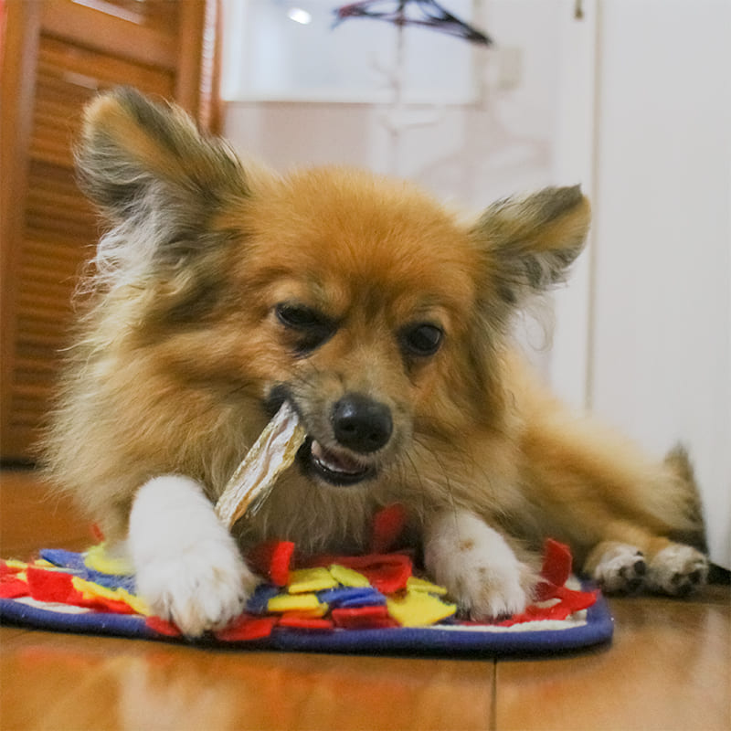 犬 おやつ 0g Dog たら アレルギー イリオスマイル キャットフード タラ トレーニング ドッグフード プレゼント ペット ペットフード ペット用品 低アレルゲン 北海タラ 噛む 大型犬 小型犬 歯 煮干し 犬用 犬用品 猫 硬い 魚 鱈 当店限定販売 北海タラ