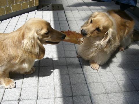 楽天市場 犬 おやつ 無添加 国産 神戸ポーク 豚耳 姿 5枚 犬用 豚 耳 関節 硬い 歯石 歯磨き 歯みがき ガム デンタルガム 歯磨きガム デンタルケア コラーゲン ヒアルロン酸 ペット 犬用 Dog 大型犬 無添加おやつ イリオスマイル 犬用自然派おやつ専門店iliosmile