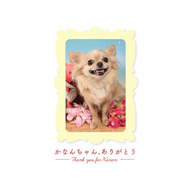 まとめ買い 馬肉 無添加 X5個 オーガニックヤギミルク 0g X5個 犬用 犬 猫 猫 小動物 やぎミルク 山羊ミルク ゴートミルク ヤギミルクパウダー ドッグフード ドックフード ペットフード キャットフード ペット イリオスマイル 犬用自然派おやつ専門店iliosmile