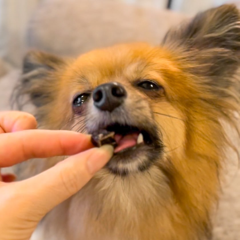 最大41%OFFクーポン国産 無添加 但馬鶏ダイス 小さめ イリオスマイル 国産 犬 犬 犬 犬 おやつ トリーツ 150g 犬 小型犬 おやつ  トレーニング キューブ ドッグフード おやつ ご褒美 しつけ チキン 犬用 犬 おやつ 無添加 おやつ 小さい 小粒 おやつ しつけ 一口サイズ ...