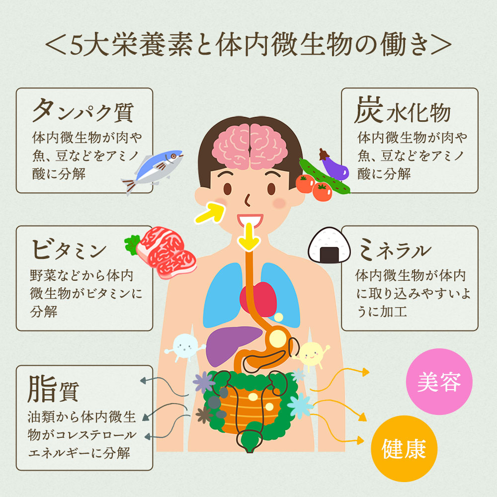 楽天市場 送料無料 土のフローラ 大豆 乳酸菌 土壌菌 サプリメント 11種の乳酸菌 100種の土壌細菌を大豆と糠で発酵した サプリ フローラ 砂糖不使用 乳酸菌飲料 プロバイオティクス イマココ ストア