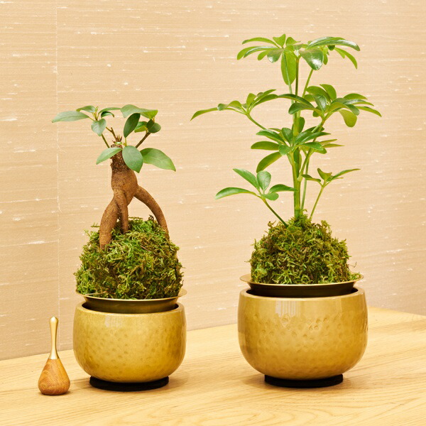 \u003cBR\u003e山口久乗 苔玉（こけだま）りん 小\u003cBR\u003e【貨物輸送無料（沖縄・離島を除く）】\u003cBR\u003e【お取り寄せ商いもの】\u003cBR\u003e【仏具・リン・呼びりん・呼びりん・鐘・苔玉・こけだま】