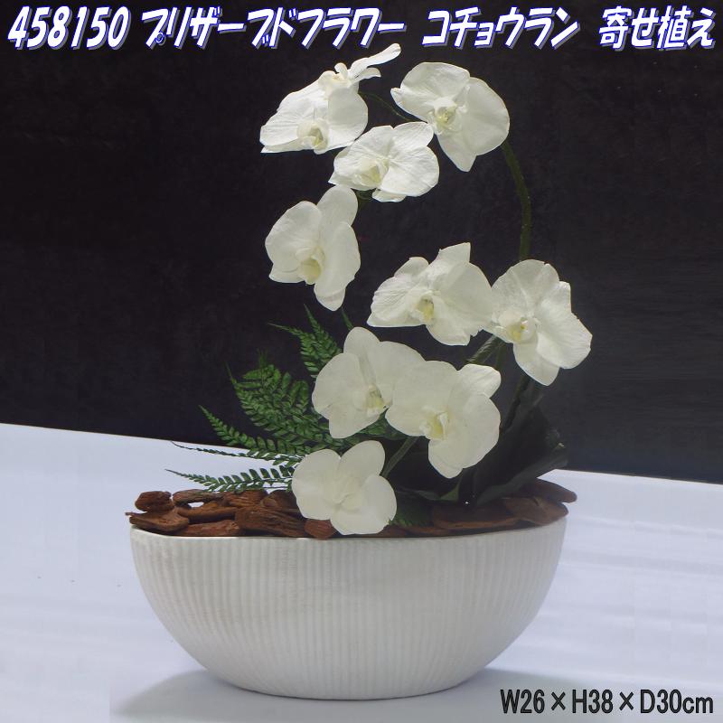 お取寄せ品 お手入れの心配が無い植物 贈り物にも最適 コチョウラン 寄せ植え プリザーブド 母の日ギフト 花 フラワー 胡蝶蘭 鉢花 新未来創造 花 観葉植物 花なもの プリザーブド 送料無料 北海道 沖縄 離島を除く