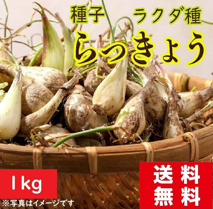 楽天市場】今期 完売7年度産 7/25頃～発送 島らっきょう 種球 100g