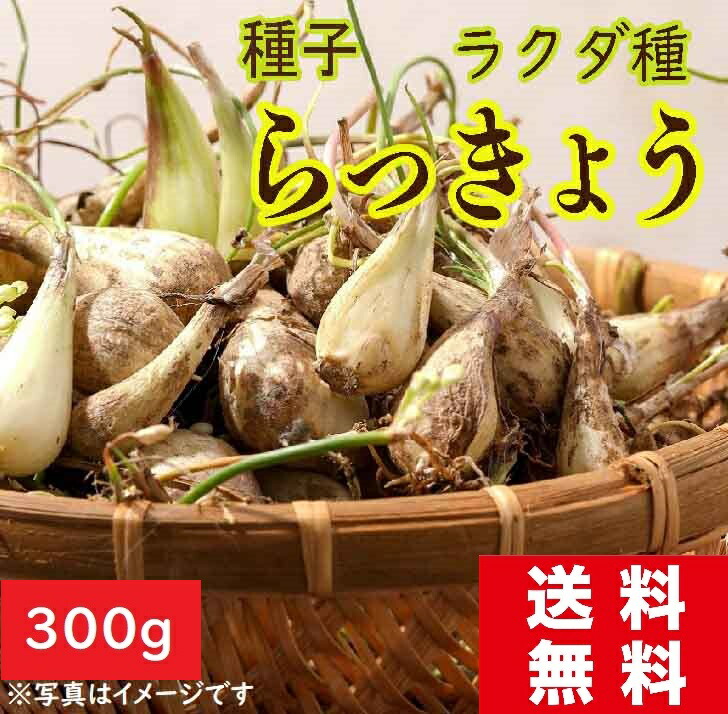 楽天市場】【らっきょう】 球根 200g 国産（鳥取県産） （植え付け時期