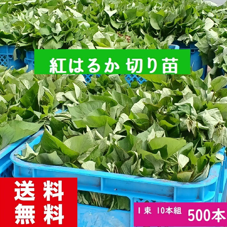 【楽天市場】さつまいも苗 紅はるか苗100本 消毒済み 送料無料 切り苗 芋づる 通販 PVP 送料無料 発送予定日7月7日 今年最後の販売です :  たねいもや