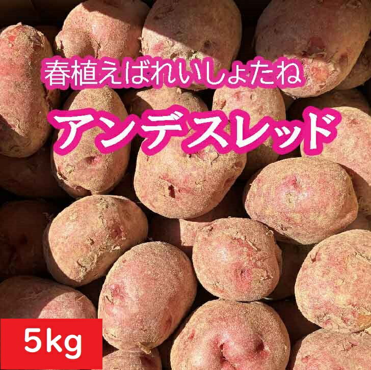 楽天市場】春じゃがいも種芋 トヨシロ 10kg 詰 充填時 検査合格