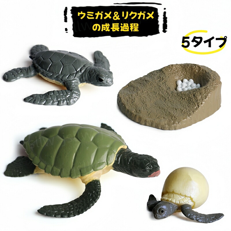 楽天市場】ウミガメ&リクガメの成長サイクル模型 リアル動物模型