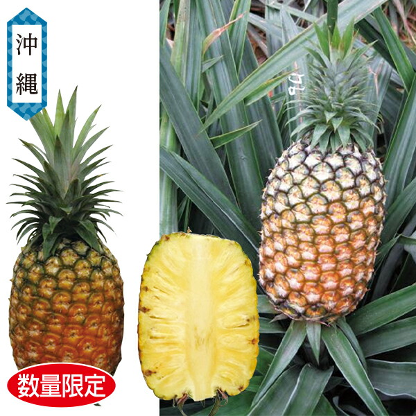 お中元 ギフト パイナップル フルーツ 沖縄県産 ゴールドバレル 御中元 中元 2025 送料無料 夏 贈答用 詰め合わせ お取り寄せ 中元ギフト 人気 高級 上司 友人 親戚 家族 両親 同僚 内祝い お祝い 御祝 お礼 御礼