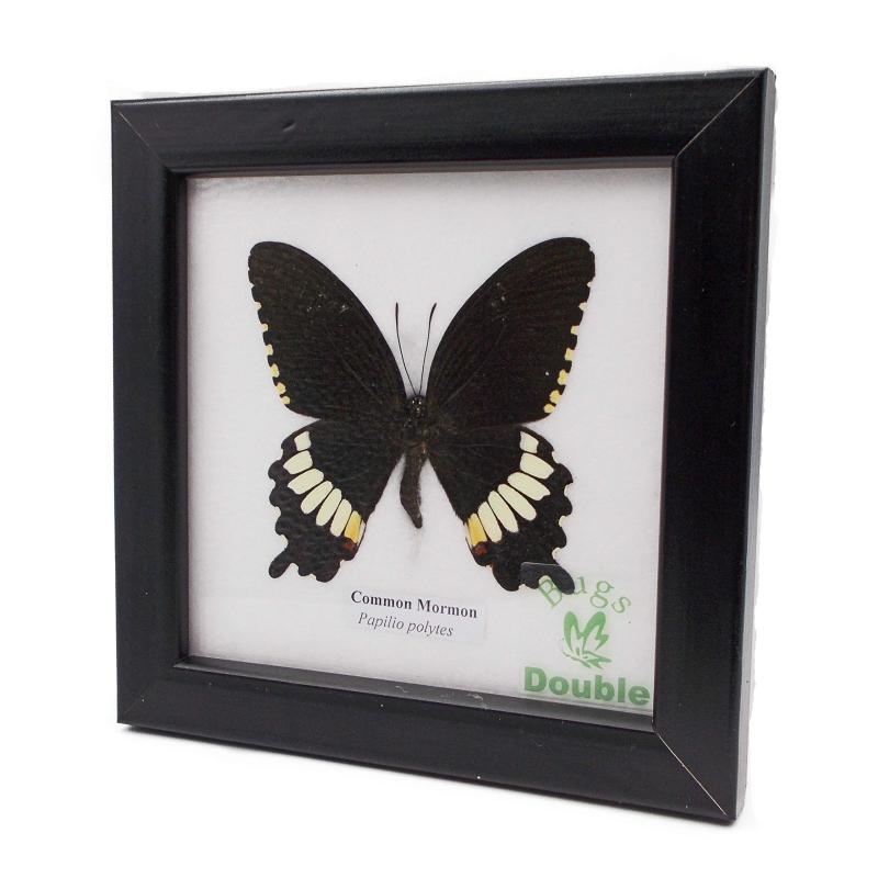 楽天市場】世界の珍しい本物の昆虫標本コレクション 第2弾 「キプリス