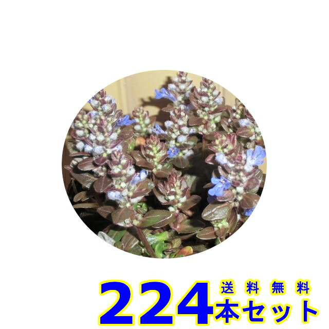 アジュガ 多年草 9.0ｐ 下草 グランドカバー 雑草予防 224本