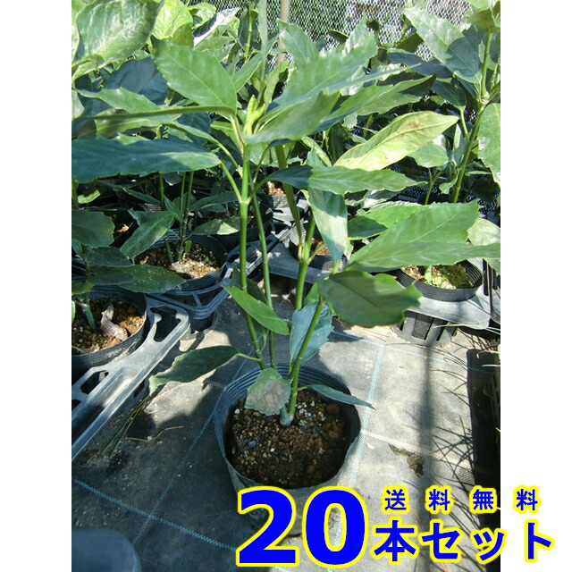 クロアオキ (アオキ) 15.0ｐ 20本 樹高0.4ｍ前後 15.0ｐ 植木　苗木　シンボルツリー　生垣