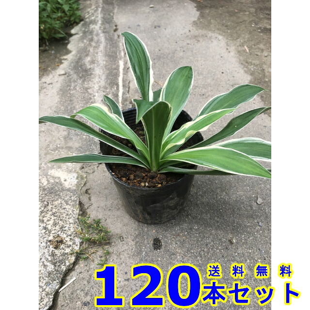 フイリホソバギボウシ (斑入り細葉ギボウシ 多年草)  10.5ｐ          120本      競技場取りまかなう 下草 雑草止めること