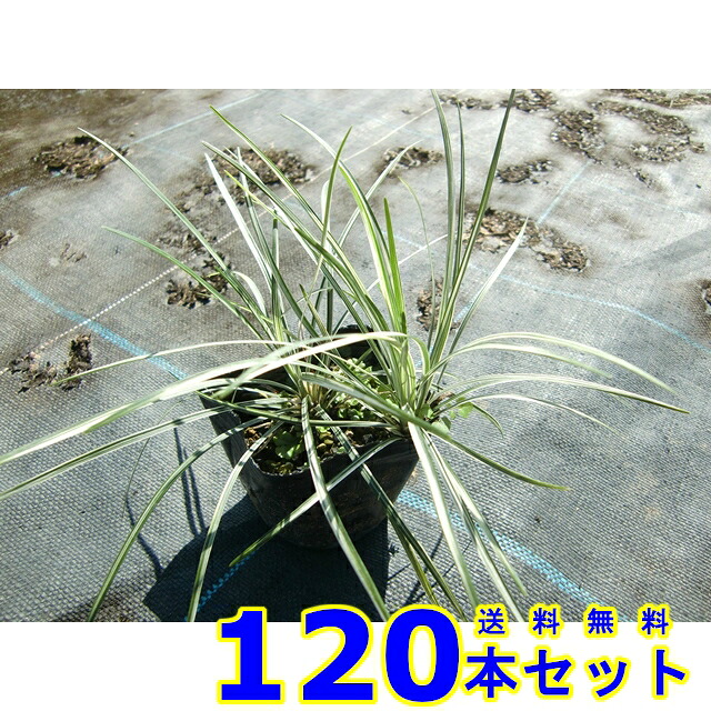 しろがね色火竜 (銀竜)  10.5ｐ          120本      地べた押しかぶせる 下草 雑草止めること