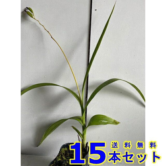 シラン (紫蘭) 10.5ｐ 15本 グランドカバー　下草　雑草予防