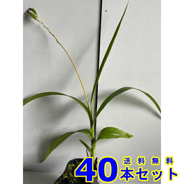 シラン (紫蘭) 10.5ｐ 40本 グランドカバー　下草　雑草予防