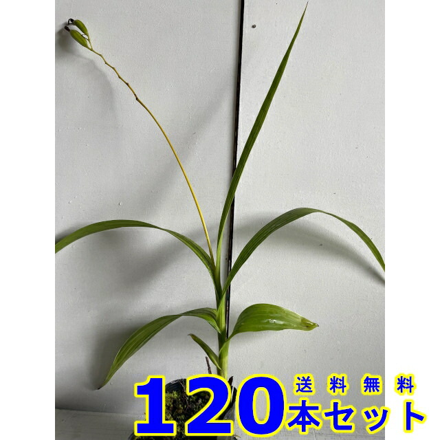 シラン (紫蘭)  10.5ｐ          120本      地べた取りまかなう 下草 雑草止めること