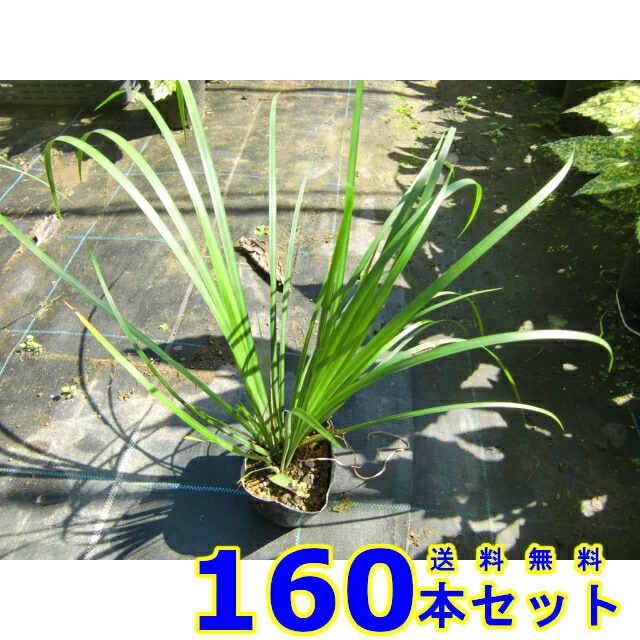 セキショウ (石菖)  10.5ｐ          160本      地べた押しかぶせる 下草 雑草止めること