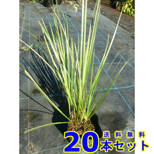 フイリセキショウ (斑入り石菖)  10.5ｐ          20本      地びた覆いかぶせる 下草 雑草止めること