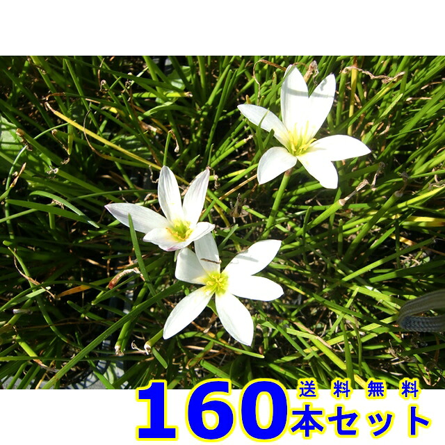 タマスダレ (玉簾)  9.0ｐ          160本      地べた押しかぶせる 下草 雑草止めること