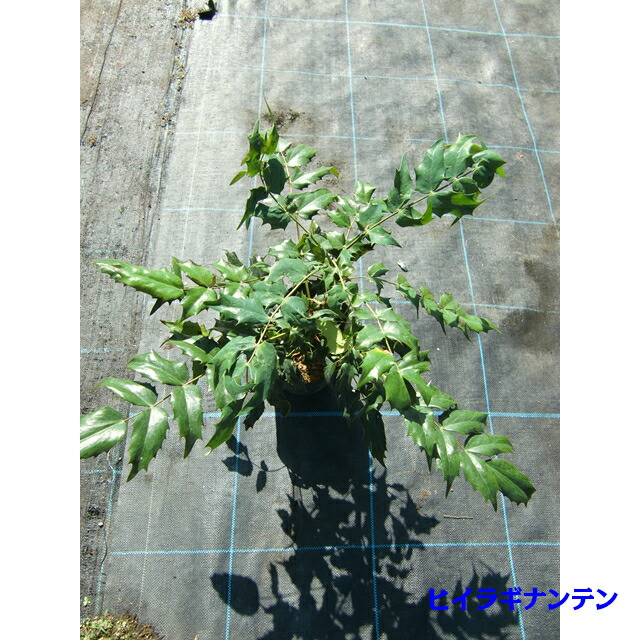 楽天市場 ヒイラギナンテン 柊南天 15 0ｐ 本 樹高0 2ｍ前後 15 0ｐ 植木 苗木 シンボルツリー 生垣 猪之助商店