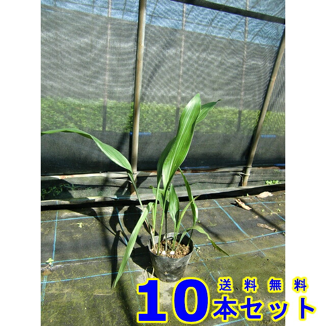ハラン (葉蘭) 13.5ｐ 10本 植木　苗木　シンボルツリー　生垣