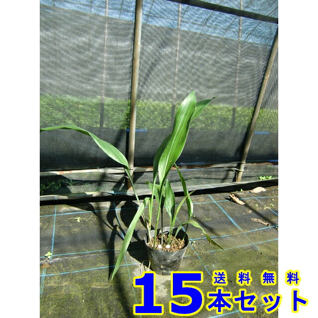 楽天市場】【現品発送】蛍斑入りハラン 夢ほたる（ユメホタル） 6号苗