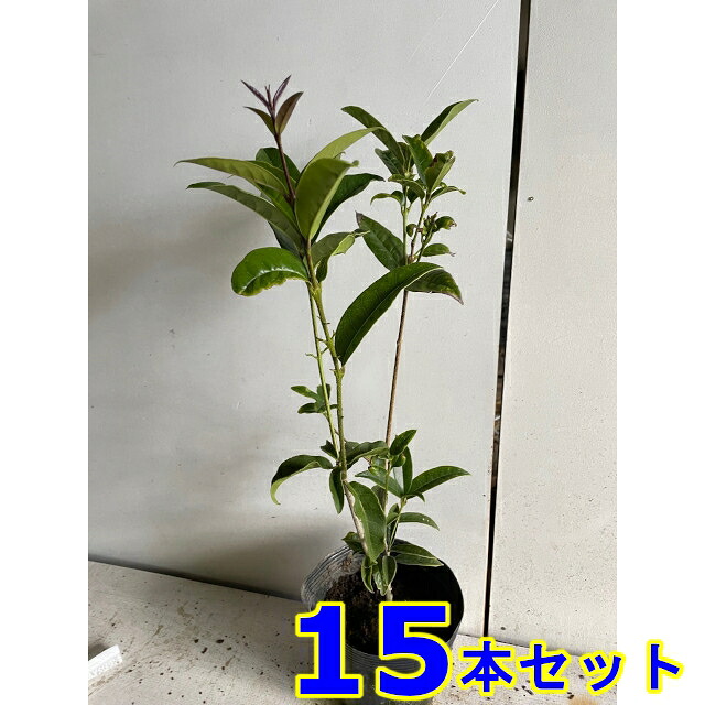 ギンモクセイ (銀木犀) 15.0ｐ 15本 樹高0.5ｍ前後 15.0ｐ 植木　苗木　シンボルツリー　生垣｜猪之助商店