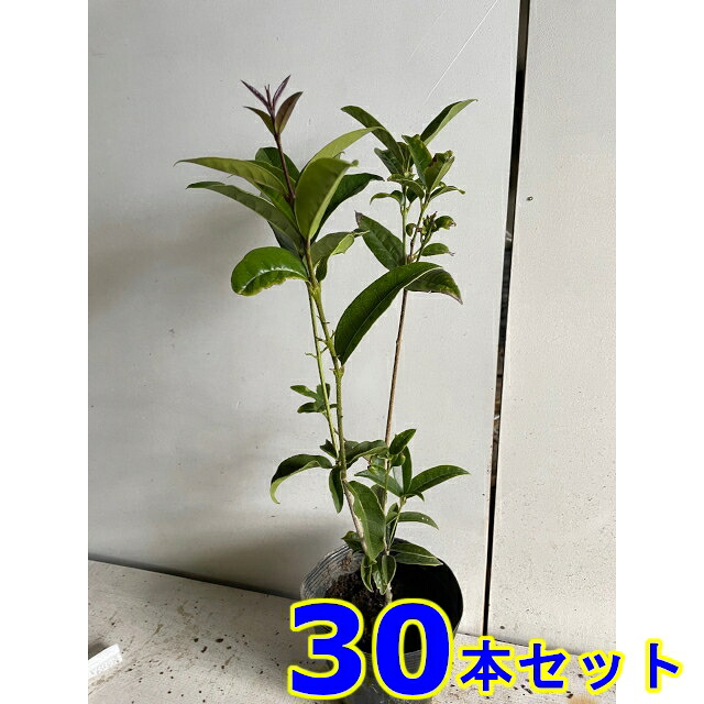 ギンモクセイ (銀木犀) 15.0ｐ 30本 樹高0.5ｍ前後 15.0ｐ 植木　苗木　シンボルツリー　生垣
