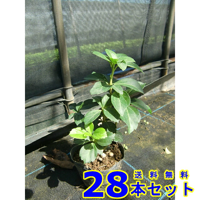 富貴草 (富貴草)  9.0ｐ          28本      地びた覆いかぶせる 下草 雑草止めること