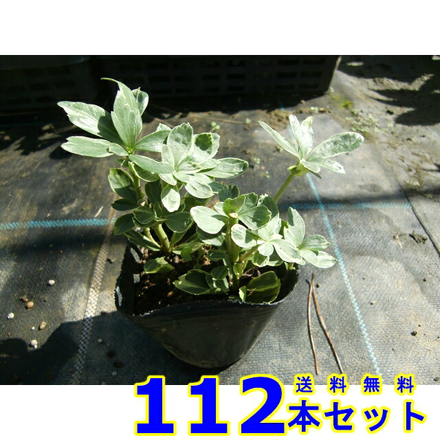 フイリフッキソウ (斑入り富貴草) 9.0ｐ 112本 グランドカバー　下草　雑草予防｜猪之助商店
