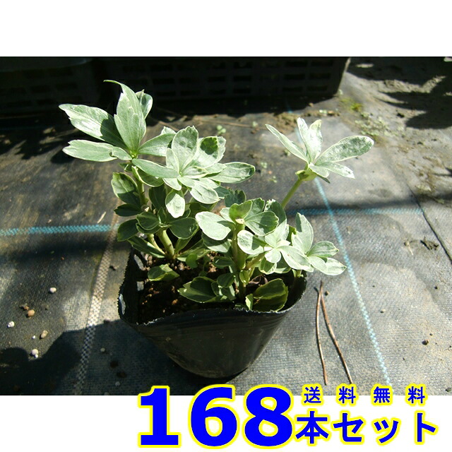 フイリフッキソウ (斑入り富貴草)  9.0ｐ          168本      地べた取りまかなう 下草 雑草止めること