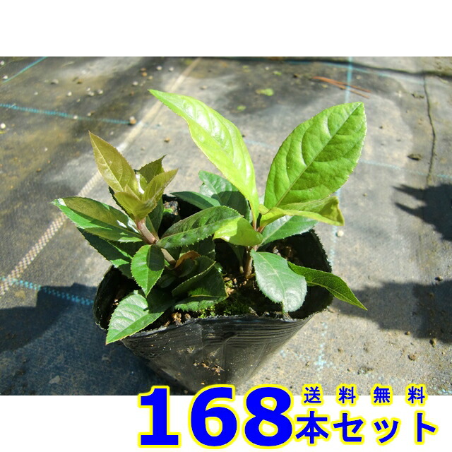 ○スーパーSALE○ セール期間限定 168本 ヤブコウジ 十両 藪柑子 9.0ｐ グランドカバー 下草 雑草予防 ガーデニング・農業