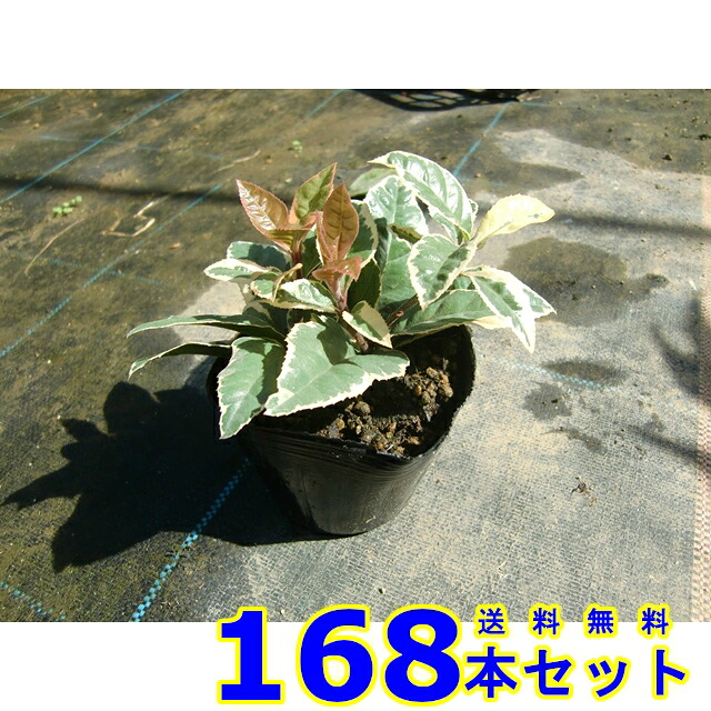 フイリヤブコウジ (斑入り藪紅ミカン 十両)  9.0ｐ          168本      地びた取りまかなう 下草 雑草止めること