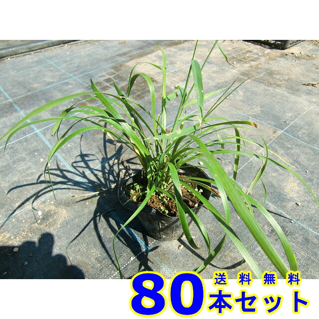 ヤブラン (藪蘭　リリオペ) 10.5ｐ 80本 グランドカバー　下草　雑草予防 17,538円
