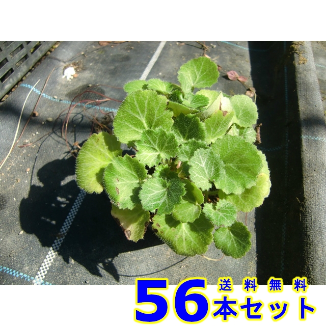 メーカー直送】 / ユキノシタ 9.0cmポット グランドカバー 苗木 植木 苗 （168本セット）（送料無料） - 植木、庭木 - hlt.no