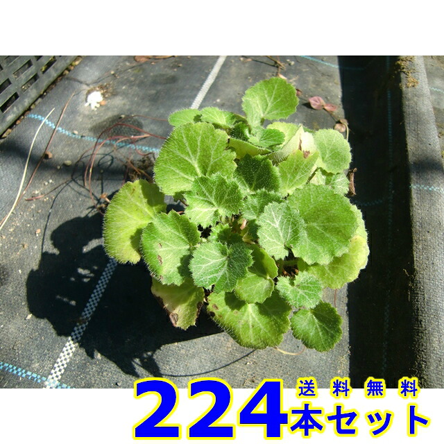 ユキノシタ (雪の下)  9.0ｐ          224本      地びた取りまかなう 下草 雑草止めること