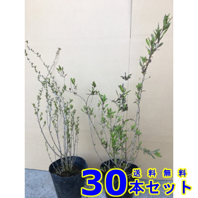 お庭で季節の花と緑を楽しむ 15 0ｐ 30本クコクコ樹高30本送料無料0 3ｍ前後0 3ｍ前後植木苗木シンボルツリー生垣 猪之助商店 枸杞