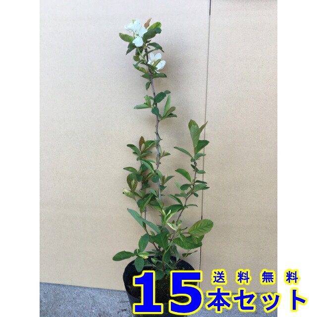 リキュウバイ (利休梅) 15.0ｐ 15本 樹高0.3ｍ前後 15.0ｐ 植木　苗木　シンボルツリー　生垣 14,184円
