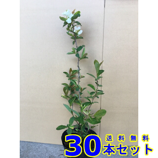 リキュウバイ (利休梅) 15.0ｐ 30本 樹高0.3ｍ前後 15.0ｐ 植木　苗木　シンボルツリー　生垣 28,416円