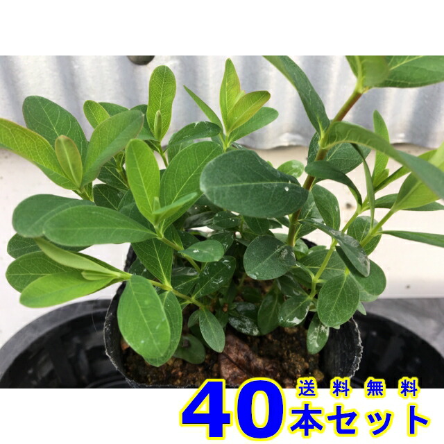 ヒペリカム・カリシナム (セイヨウキンシバイ) 10.5p 40本 10.5p グランドカバー 下草 雑草予防