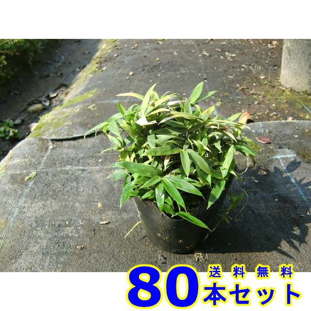 小熊笹 植木 送料無料 コグマザサ 下草 グランドカバー 80本 お庭で季節の花と緑を楽しむ グランドカバー 10 5ｐ 80本 小熊笹 雑草予防 猪之助商店