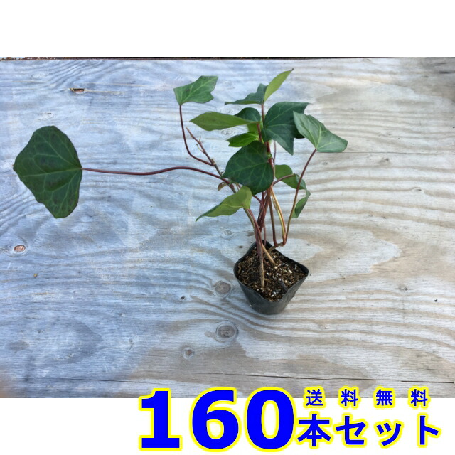ヘデラカナリエンシス (アイビー・オカメヅタ) 10.5ｐ 160本 グランドカバー　下草　雑草予防