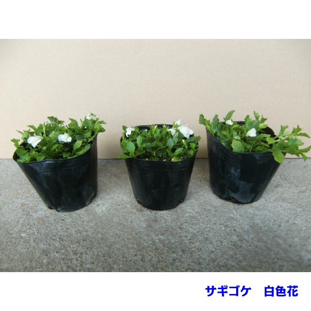 以上節約 サギゴケ シロバナ 鷺苔 白花 9 0ｐ 112本 グランドカバー 下草 雑草予防 Fucoa Cl