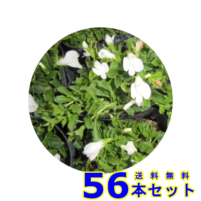 グランドカバー 鷺苔 56本 白花 雑草予防 猪之助商店 お庭で季節の花と緑を楽しむ グランドカバー 花の苗物 グランドカバー サギゴケ 9 0ｐ 送料無料 シロバナ 下草 56本