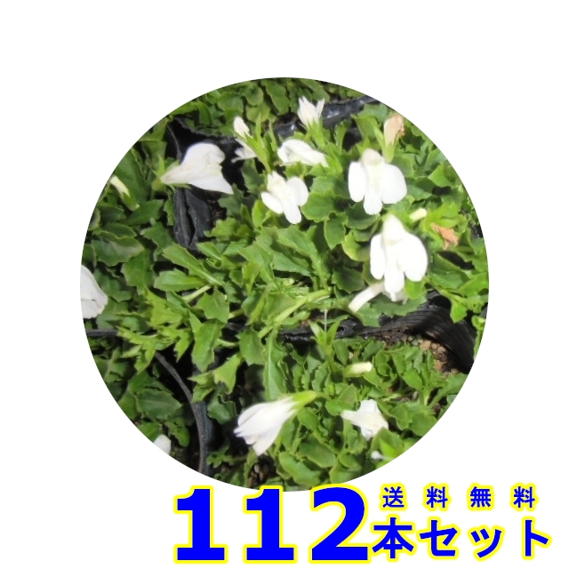 以上節約 サギゴケ シロバナ 鷺苔 白花 9 0ｐ 112本 グランドカバー 下草 雑草予防 Fucoa Cl